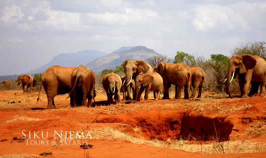 'Red Elephants' of Tsavo East National Park, Kenya. Tsavo East National Park's elephants get their distinctive color from wallowing in and dusting themselves with the park’s red soil.